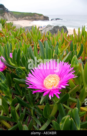 La fleur d'une usine à glace sur la côte de Californie Banque D'Images