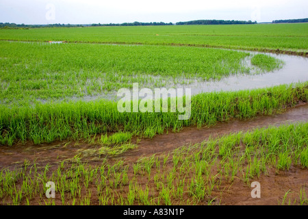 Champ de riz irrigué dans la région du delta du centre-est de l'Arkansas Banque D'Images