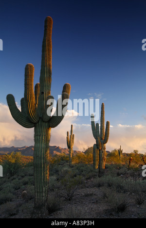 Saguaro Cactus à Fountain Hills près de Phoenix en Arizona Banque D'Images