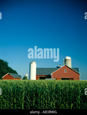 Ferme laitière AVEC LE MAÏS DANS LE COMTÉ DE LANCASTER en Pennsylvanie Banque D'Images