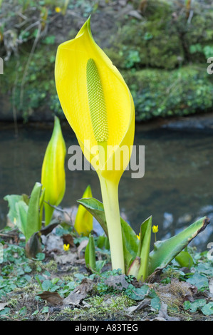 Lysichiton jaune (Lysichiton americanus) dans le Yorkshire du nord Avril fleurs Jardin UK Europe Banque D'Images