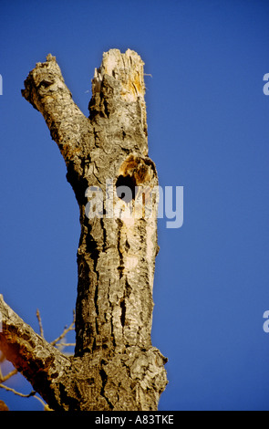 Arbre nichoir Banque D'Images