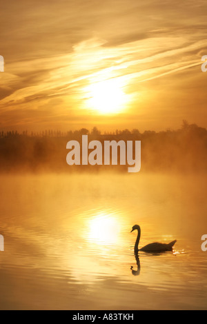 Un cygne sur un lac au lever du soleil Banque D'Images