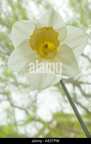 Narcissus Salome Award de la division 2 du mérite Le jardin des fleurs bicolores jonquille bombée Avril Jardin West Yorkshire angleterre Europe Banque D'Images