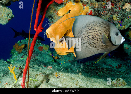 Angelfish Pomacanthus arcuatus, gris, Glover's Reef Belize. Banque D'Images