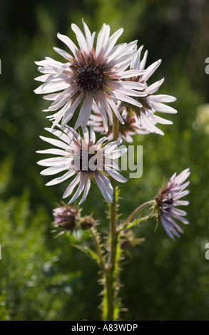 Berkheya violet, le figuier de thistle (Berkheya purpurea) fleurs dans le sud de l'Angleterre au milieu du jardin, Royaume-Uni, Europe Banque D'Images