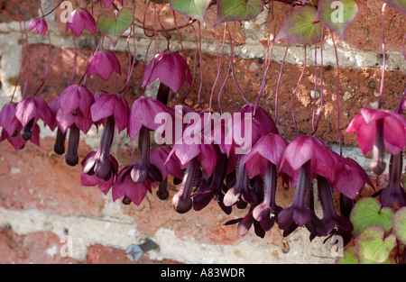 Bell Purple Vine (Tigridia pavonia) floraison natifs mexicains dans le sud de l'Angleterre,le jardin, au milieu de l'Europe, UK Banque D'Images