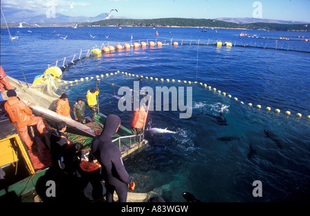 Capture de thon rouge plongeurs dans une ferme Cesme Izmir Turquie. Banque D'Images