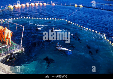 Capture de thon rouge plongeurs dans une ferme Cesme Izmir Turquie. Banque D'Images