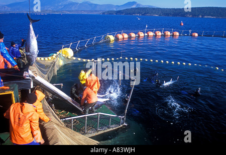 Capture de thon rouge plongeurs dans une ferme Cesme Izmir Turquie. Banque D'Images