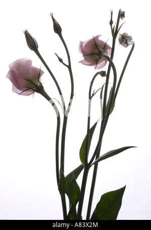 Lisianthus eustoma russelianum fleurs et feuillage avec fond blanc Banque D'Images