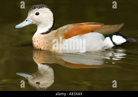 Ringed Teal (Callonetta leucophrys) drake adultes Martin simple Wildfowl and Wetlands Trust Burscough Lancashire UK Avril Banque D'Images