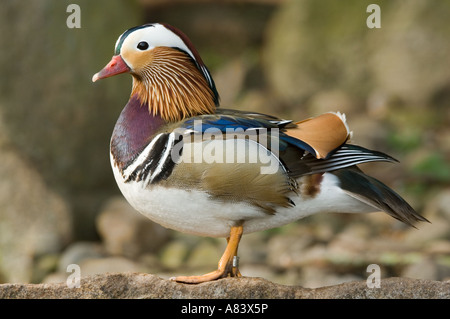 Canard mandarin (Aix galericulata) homme de profil Martin simple Wildfowl and Wetlands Trust Burscough Lancashire UK Avril Banque D'Images