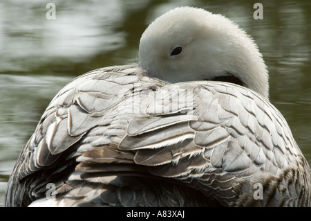 L'Oie empereur (Chen canagica) repos adultes WWT Burscough Lancashire UK Angleterre Avril Banque D'Images