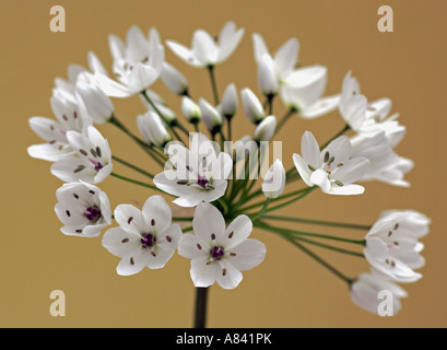 Fleur d'ail napolitaine sur fond beige Banque D'Images
