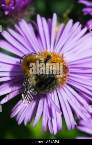 Carder commun se nourrit de l'abeille Bombus pascuorum Michaelmas daisy Dorset UK Banque D'Images