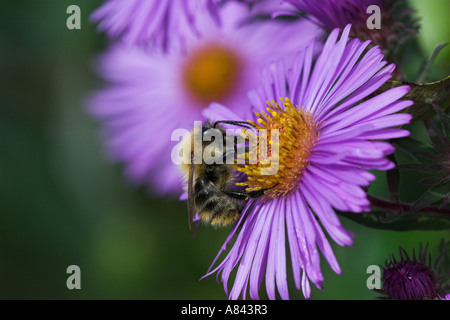 Carder commun se nourrit de l'abeille Bombus pascuorum Michaelmas daisy Dorset UK Banque D'Images