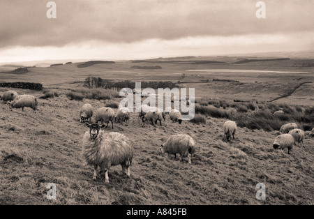 Des moutons paissant dans les conditions météorologiques humides près de fort de Housesteads sur mur d'Hadrien Le Northumberland England Banque D'Images