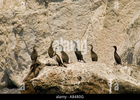 Colonie de cormorans, Phalacrocorax aristotelis, sur les îles de l'OFAC, Izmir en Turquie. Banque D'Images