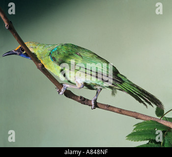 La façade d'or leafbird - Comité permanent sur la branche / Chloropsis aurifrons Banque D'Images