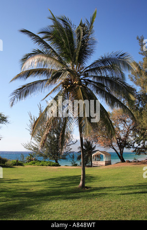 Palmier au vent à Kamaole Beach Park II à south kihei road, kihei, Maui, Hawaii, USA Banque D'Images