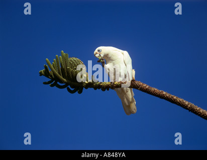 Petite Corella (Cacatua sanguinea) perchée sur une branche en mangeant Banque D'Images