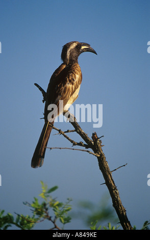 Calao gris africain Tockus nasutus sitting on branch Banque D'Images