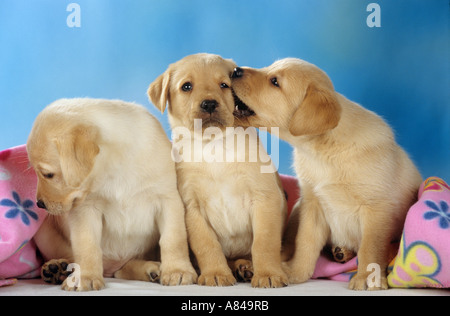 Trois chiots Labrador Retriever en face de couverture Banque D'Images