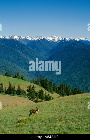 Deer Meadow avec montagnes olympiques à distance l'Ouragan Ridge Olympic National Park Washington Banque D'Images