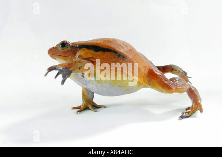 La grenouille tomate Dyscophus guineti cut out Banque D'Images