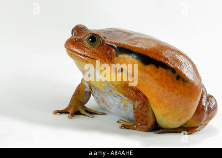 La grenouille tomate Dyscophus guineti cut out Banque D'Images