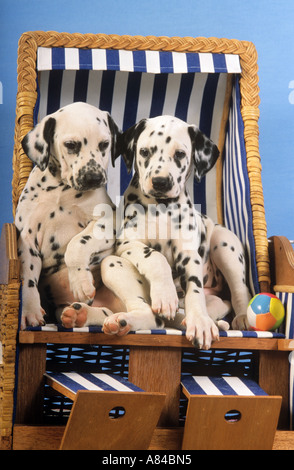 Dalmatien. Deux chiots assis dans une chaise de plage Banque D'Images