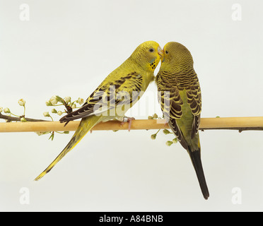 Deux perruches - smooching / Melopsittacus undulatus Banque D'Images