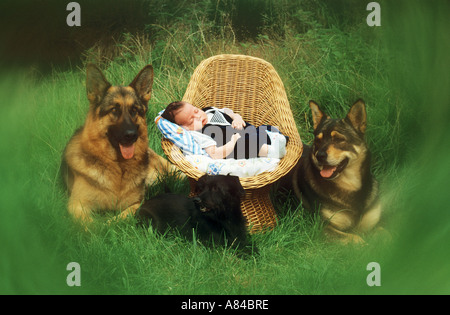 Trois Chiens Garde Bebe Photo Stock Alamy