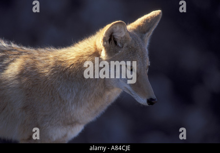 Coyote Banque D'Images