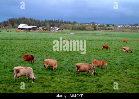 La Suisse brune bovins en Sequim, Washington Banque D'Images