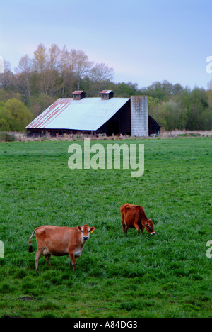 La Suisse brune bovins en Sequim, Washington Banque D'Images