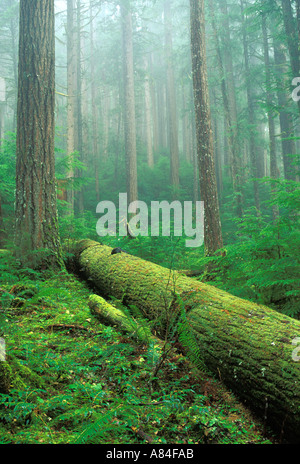 Couvert de mousse tombé log in forest Downey Creek Trail des Cascades Washington Banque D'Images