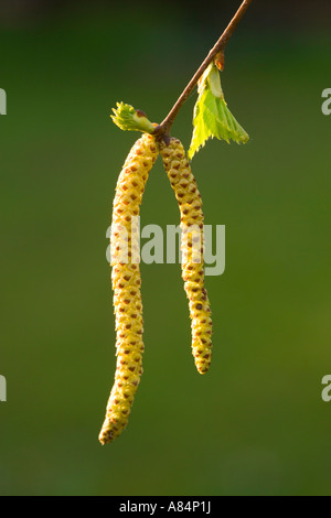 Les chatons de bouleau verruqueux (Betula pendula) mâle Banque D'Images