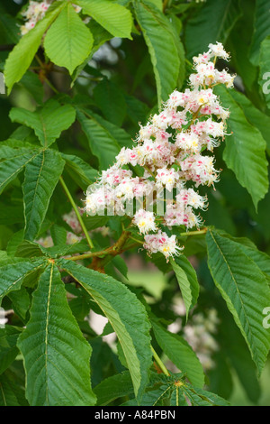 Fleurs Marronnier Aesculus hippocastanum Banque D'Images