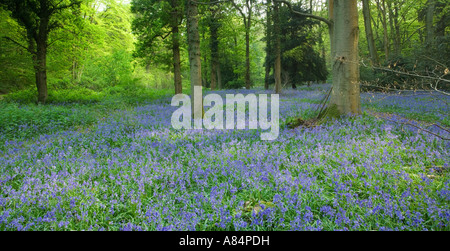 Staffhurst Bois, Surrey, Angleterre, Royaume-Uni Banque D'Images