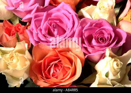 Bouquet de roses multicolores contre fond de velours noir Banque D'Images