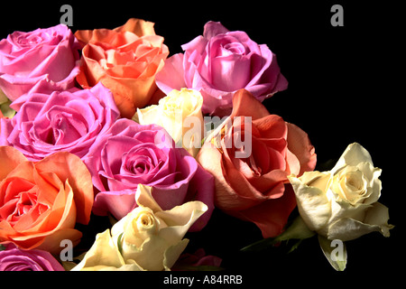 Bouquet de roses multicolores contre fond de velours noir Banque D'Images