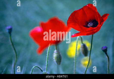 Close up de coquelicots Banque D'Images