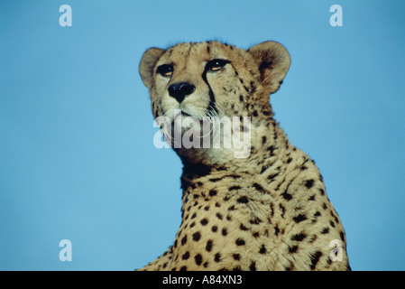 Close-up de guépard. Des animaux adultes. Banque D'Images