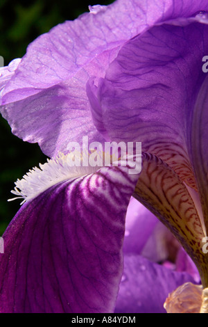 Iris Flower Head Close up. Banque D'Images