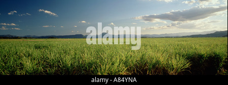L'Australie. Le Queensland. L'agriculture. Plantation de canne à sucre. Banque D'Images