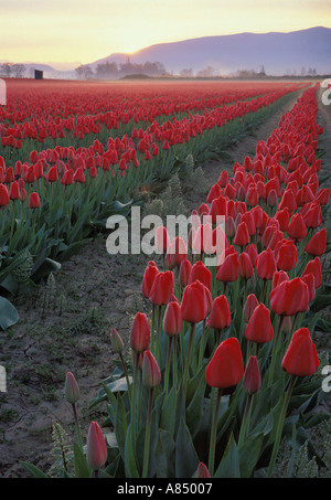 Rangées de tulipes rouges en fleurs au lever du soleil de la Skagit Washington Mount Vernon Banque D'Images