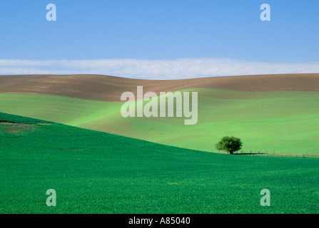 Lonely tree in field of wheat Washington zone Palousienne Banque D'Images