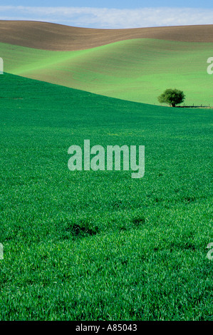 Lonely tree in field of wheat Washington zone Palousienne Banque D'Images